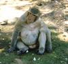 Fat Monkey