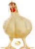 Gold Egg