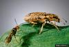 Sitona Weevil Parasitoid Wasp (Microctonus aethiopoides)