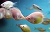 Kissing Gourami