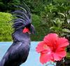 Black Palm Cockatoo