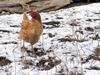 Gali??a, Gallina