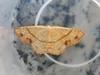 Moth. Vela????a. Cyclophora punctaria