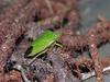 Stink bug. Chinche