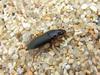 Escaravello, Beetle, Beatle