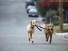 Dog & Dog