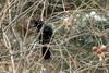 Corvus macrorhynchos (Jungle Crow), Korea