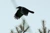 Corvus macrorhynchos (Jungle Crow), Korea