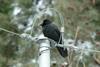 Corvus macrorhynchos (Jungle Crow), Korea