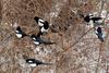 Pica pica (Black-billed Magpie), Korea