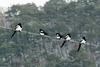 Pica pica (Black-billed Magpie), Korea