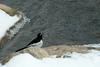 Motacilla grandis (Japanese Wagtail), Korea