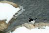 Motacilla grandis (Japanese Wagtail), Korea