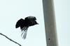 Corvus macrorhynchos (Jungle Crow), Korea