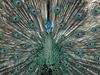 Pavo Muticus from Nuckie (Bandung-Indonesia) - Java peafowl (Pavo muticus muticus)