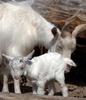 Cute Girgentana Goat Lamb