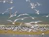 [Daily Photos] Flock of Sandwich Terns