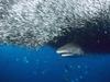 [Daily Photos] Grey Reef Shark, Solomon Islands