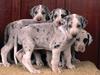 [Daily Photos] Harlequin Great Danes