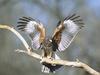 [Daily Photos] Harris' Hawk, Arizona