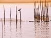 [Daily Photos] La Albufera National Park, Spain