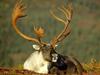 [Daily Photos] Male Caribou, Alaska