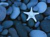 [Daily Photos] Sea Star on a Rocky Beach, Baja California, Mexico