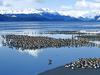 [Daily Photos] Western Sandpiper Flock, Copper River Delta, Alaska