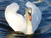 Mute Swan taken @ Hammonds Pond, Carlisle Cumbria