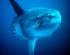 Ocean Sunfish (Mola mola)