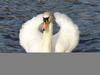 Mute Swan