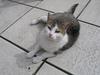 My Cat