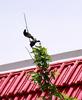 Birds on my tree