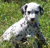 dalmation puppy