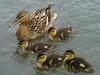 Mallard Ducklings