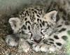 Little snow leopard