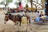 Happy Donkey Rider