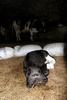 Calf with two-heads