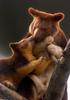 Tree Kangaroos