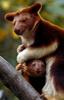 Tree Kangaroos