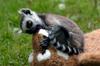 Cute Baby Lemur