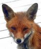 Red Fox