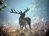 Red Deer Stag