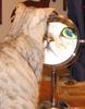 Mirror cat