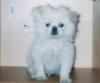 my dog