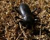 Stink beetle