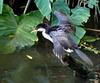 little pied  cormorant