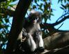 langur monkey