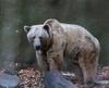Brown bear  1