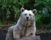 Brown bear  2